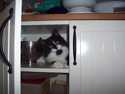 katt